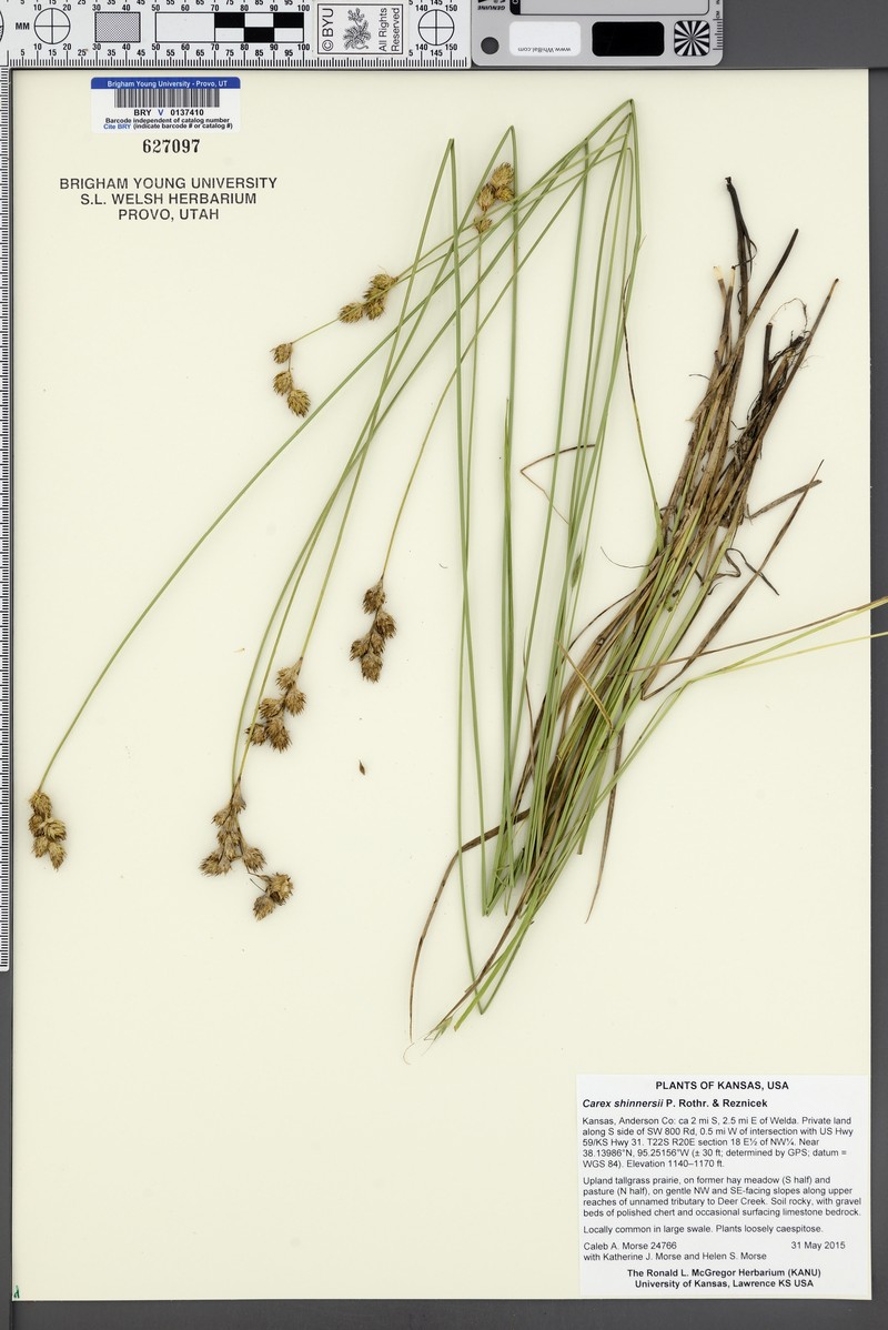Shinner's Sedge