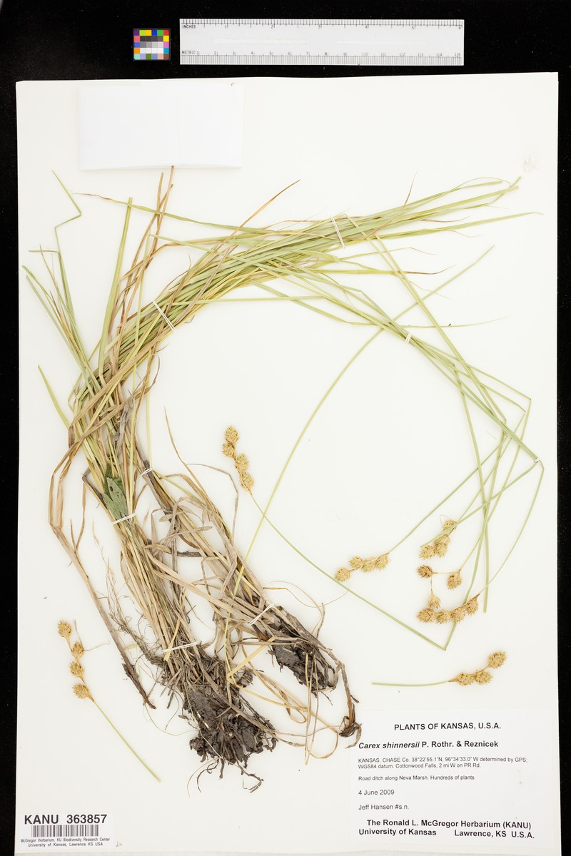 Shinner's Sedge photo 2