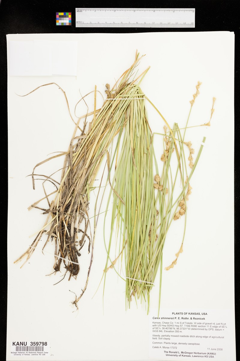 Shinner's Sedge photo 3