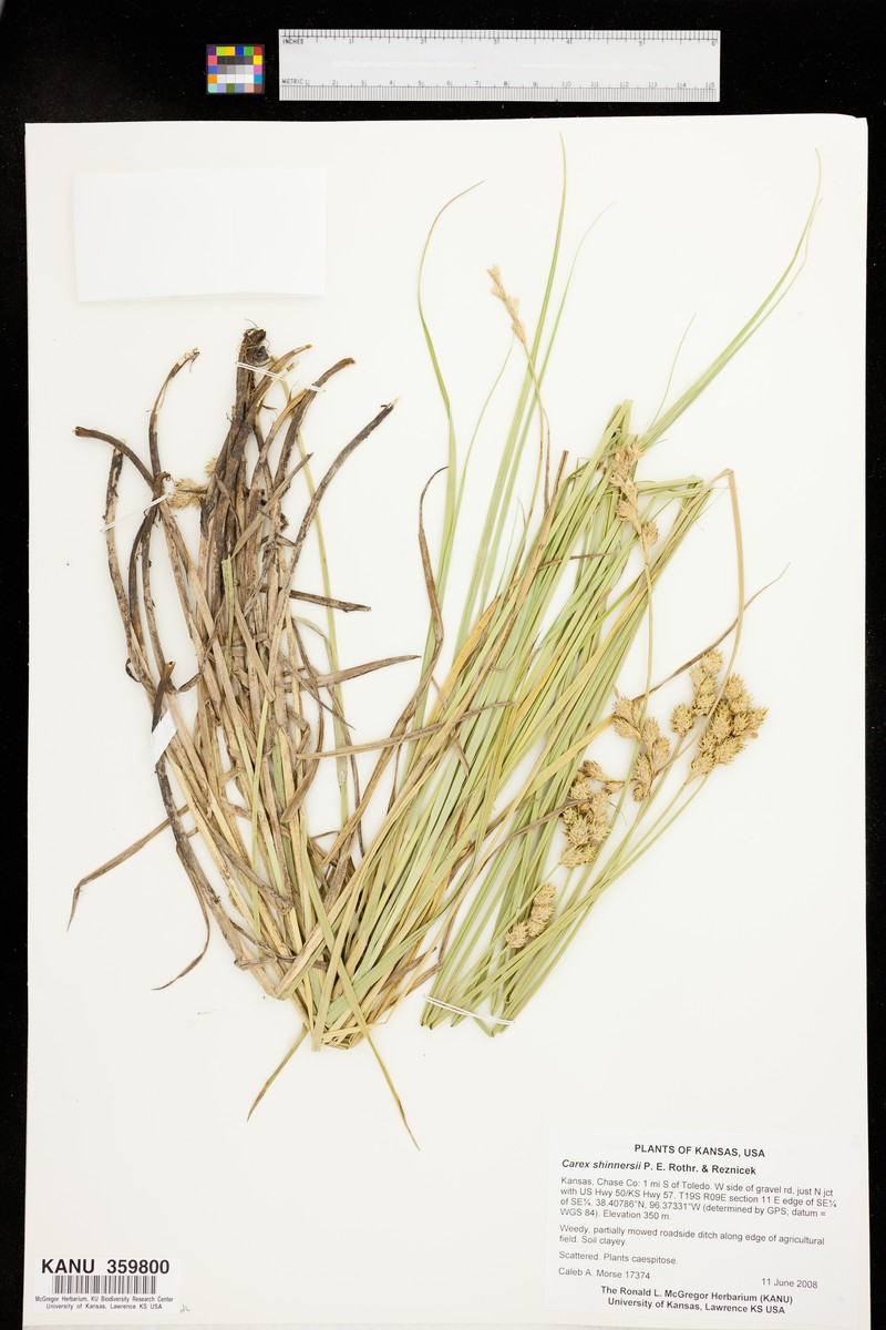 Shinner's Sedge photo 4