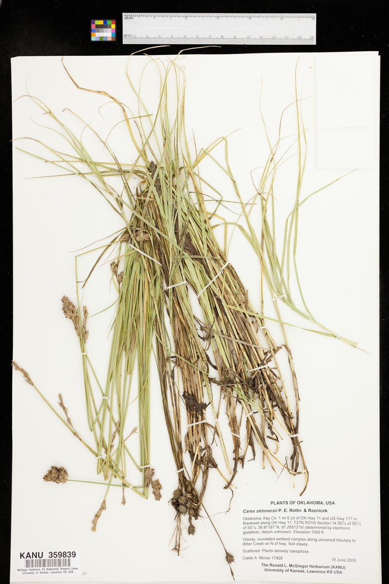 Shinner's Sedge photo 5
