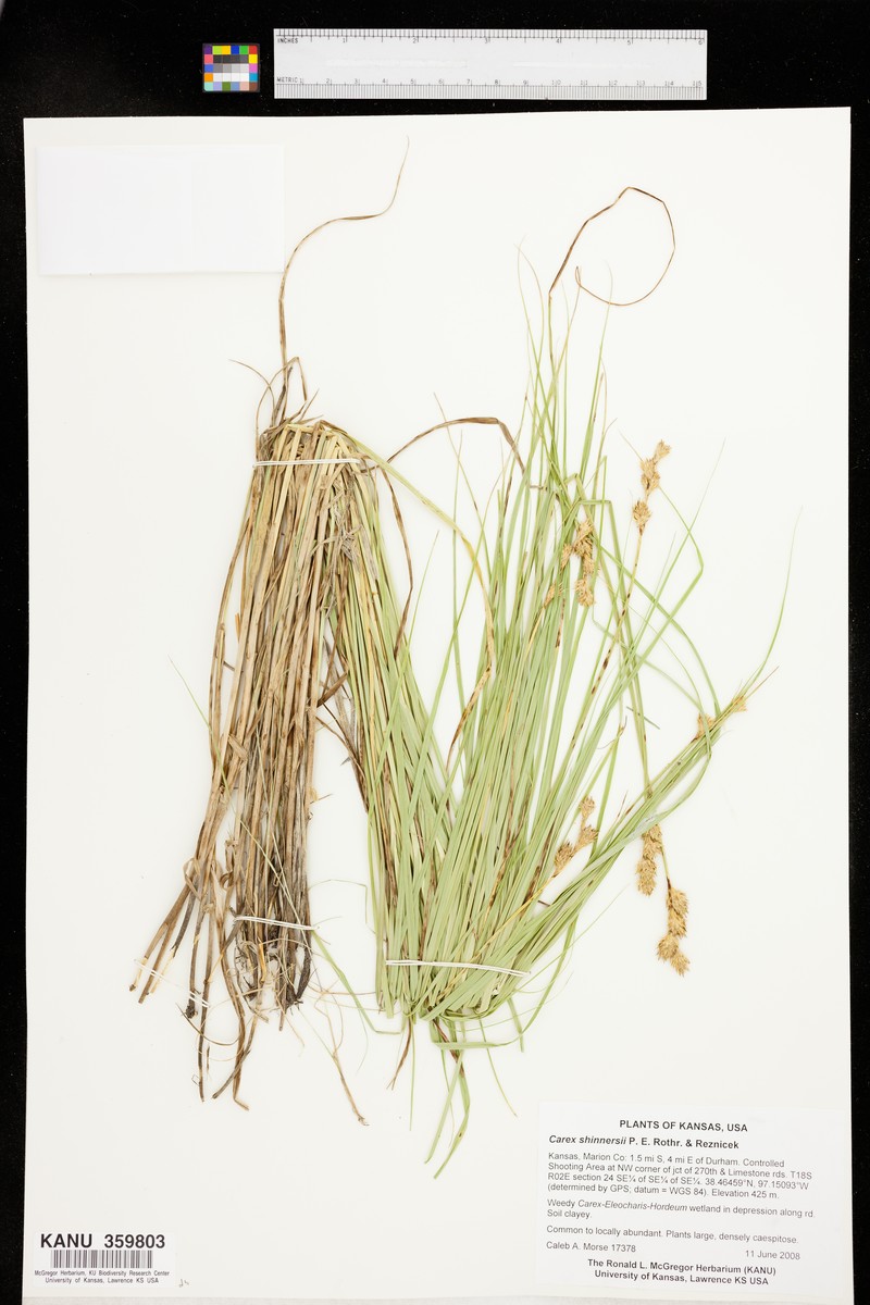 Shinner's Sedge photo 6