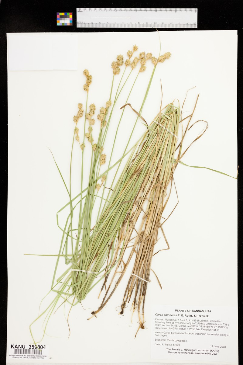 Shinner's Sedge photo 7