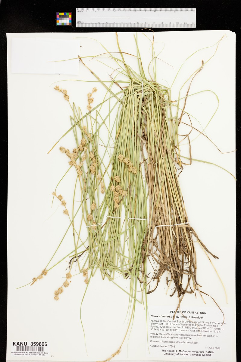 Shinner's Sedge photo 8