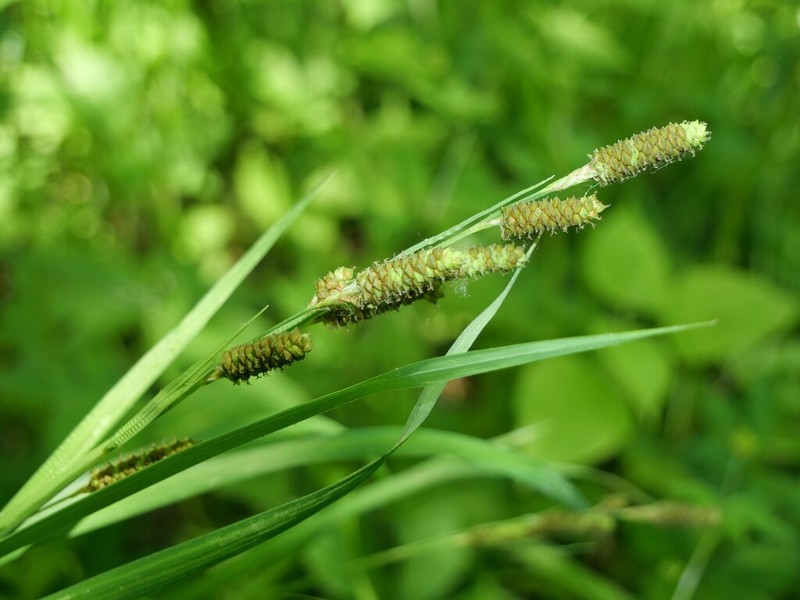 Short's Sedge