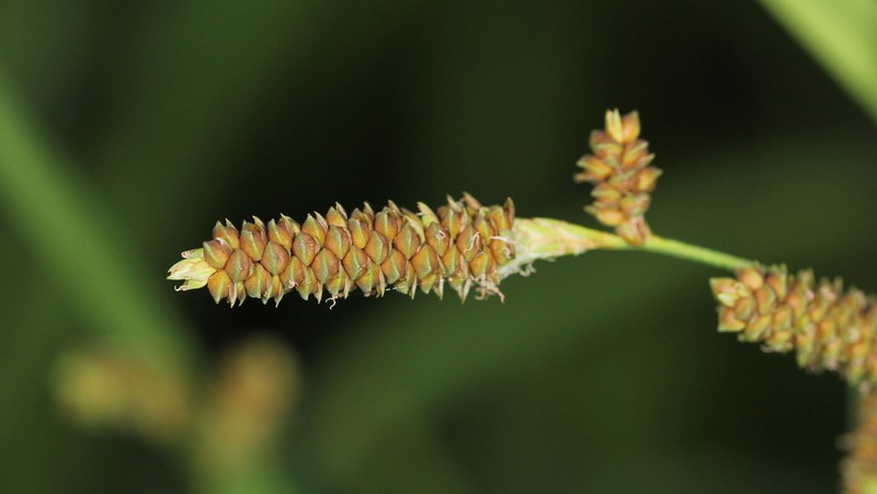 Short's Sedge photo 2