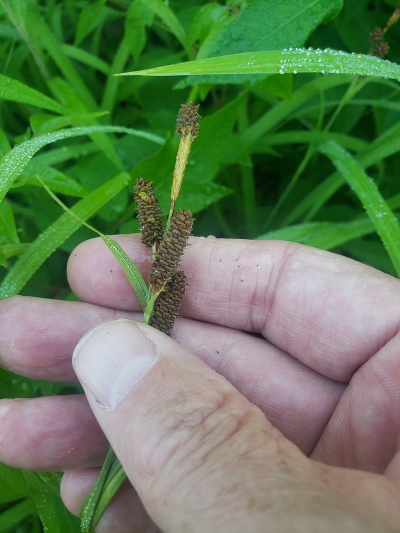Short's Sedge photo 3