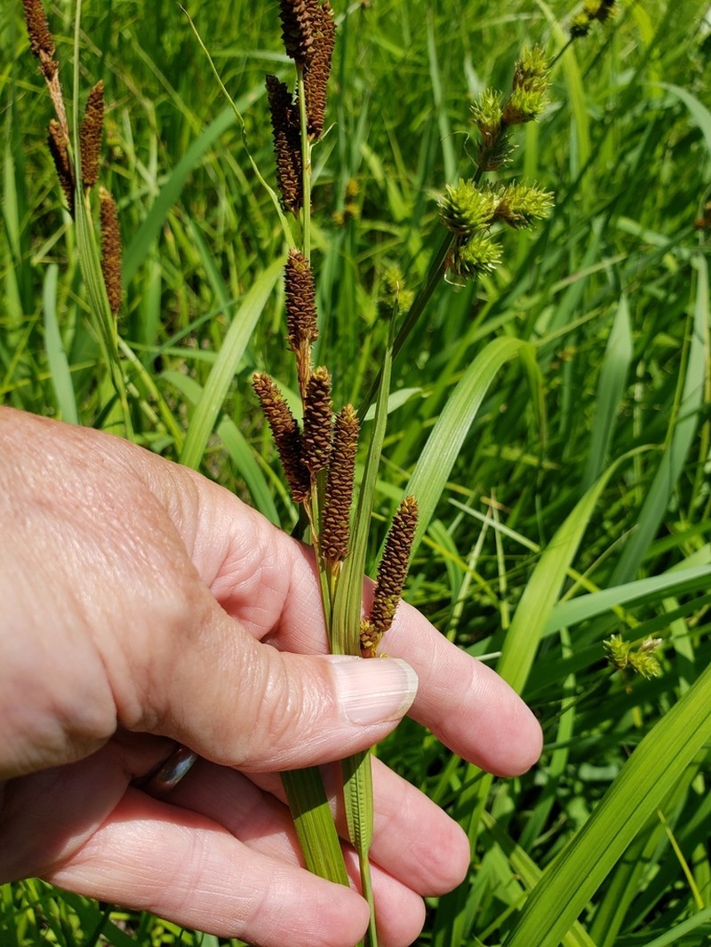 Short's Sedge photo 4