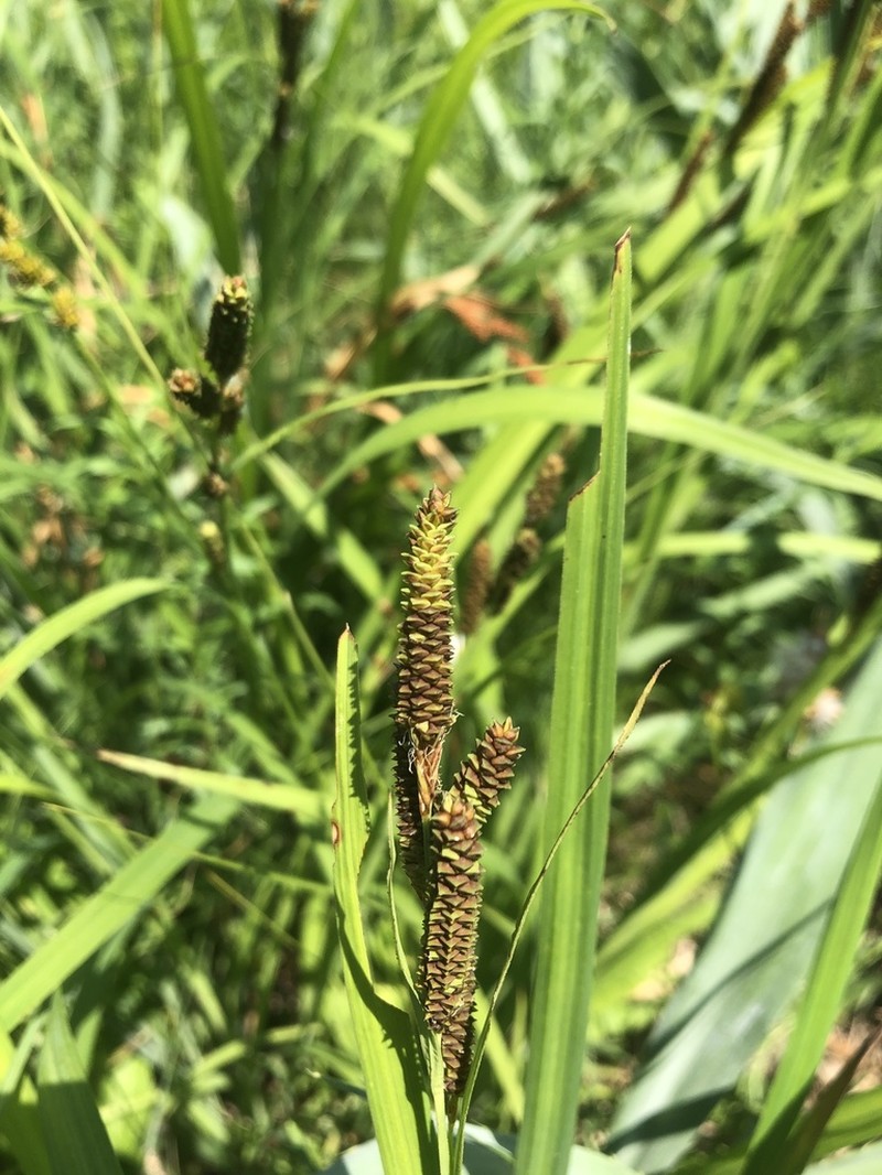 Short's Sedge photo 5