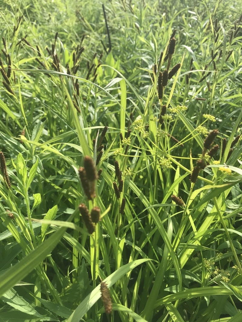 Short's Sedge photo 6