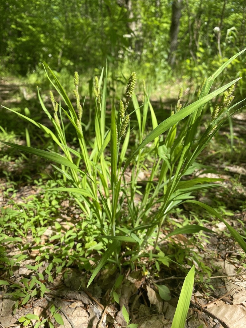Short's Sedge photo 7