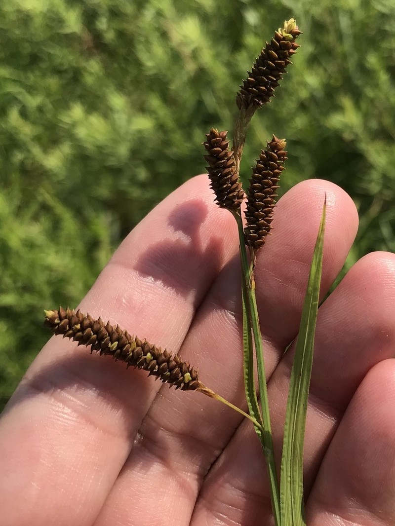 Short's Sedge photo 8