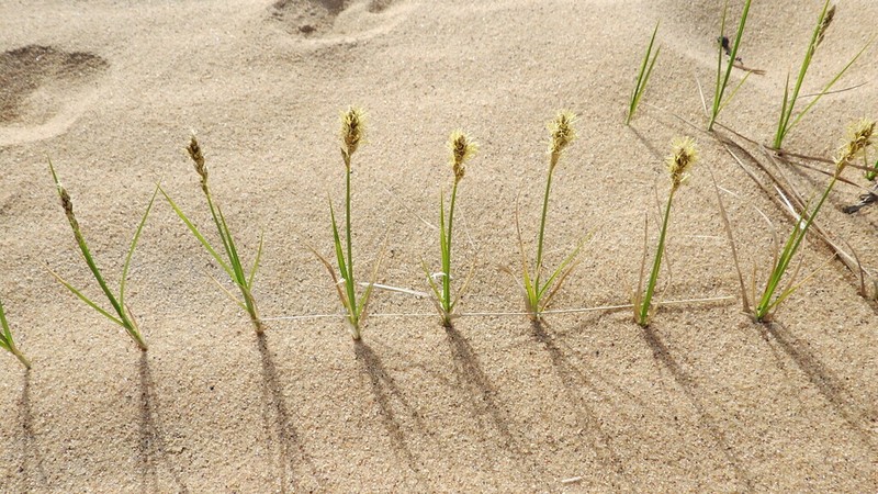 Dryspike Sedge