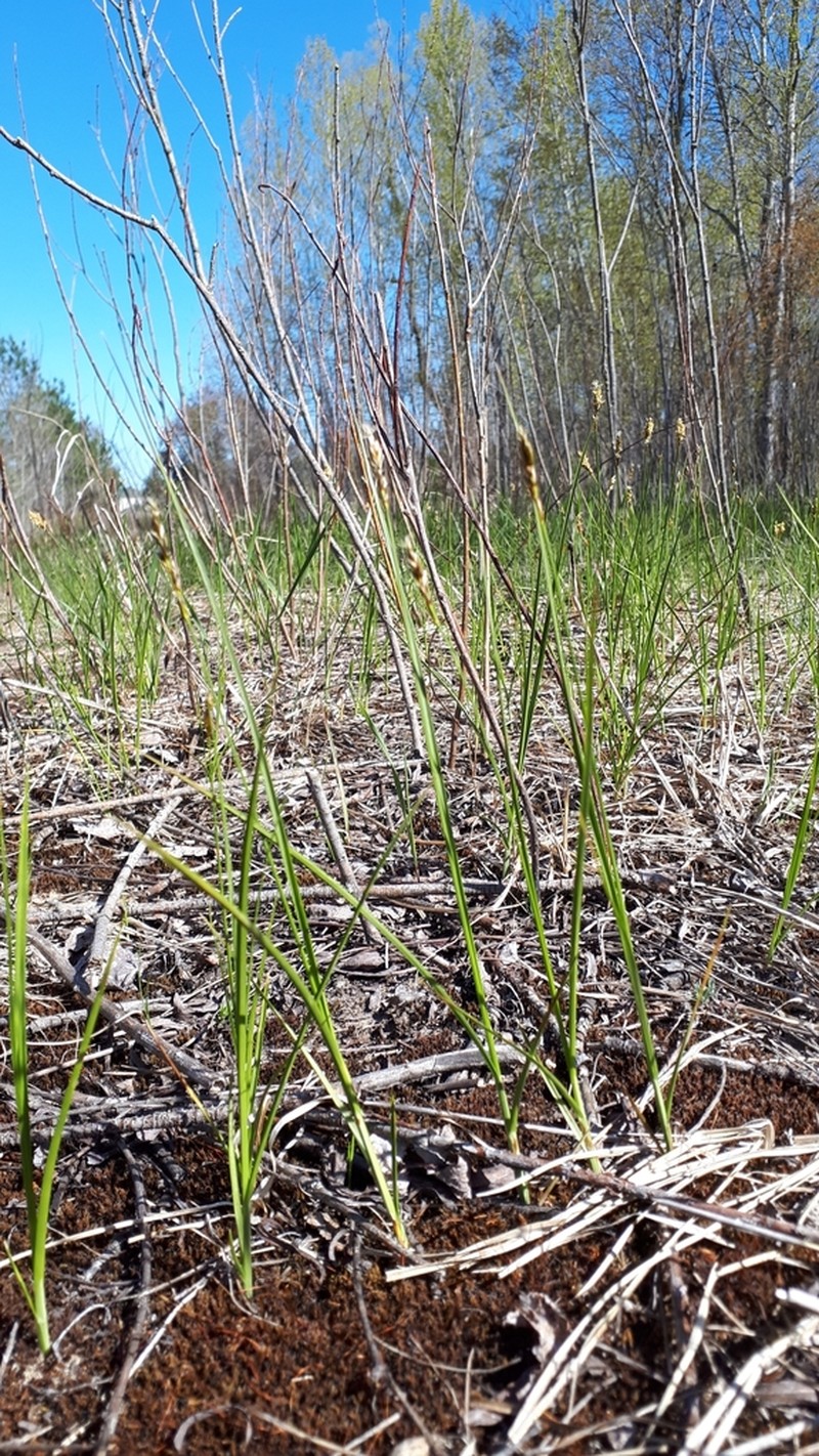 Dryspike Sedge photo 2