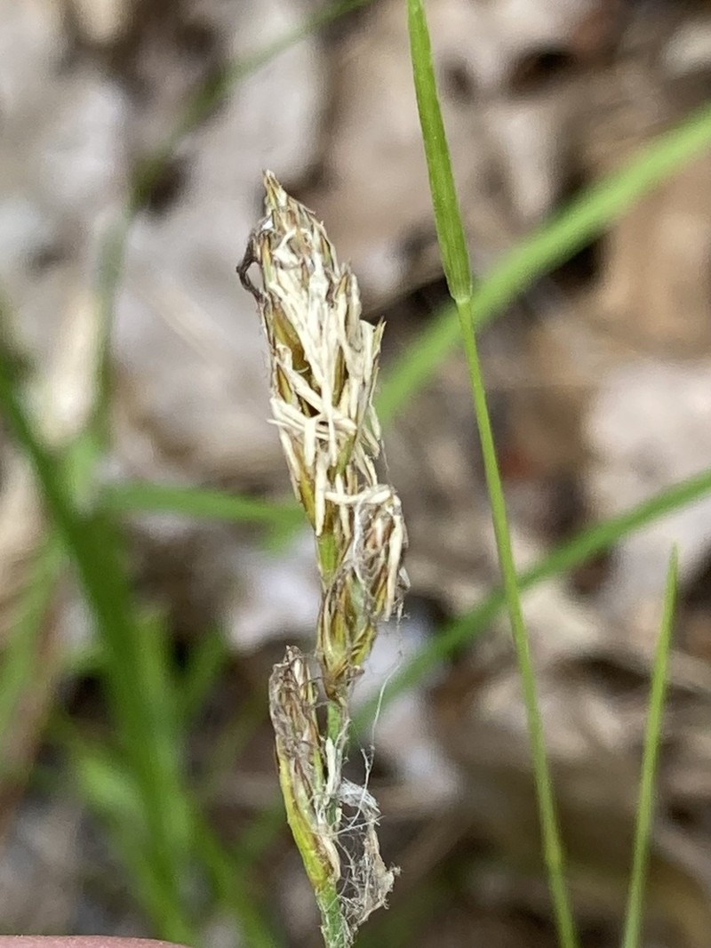 Dryspike Sedge photo 3