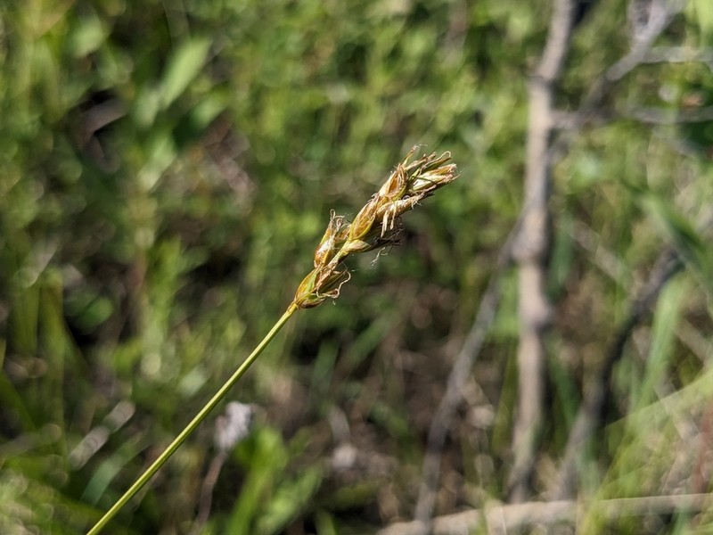Dryspike Sedge photo 4