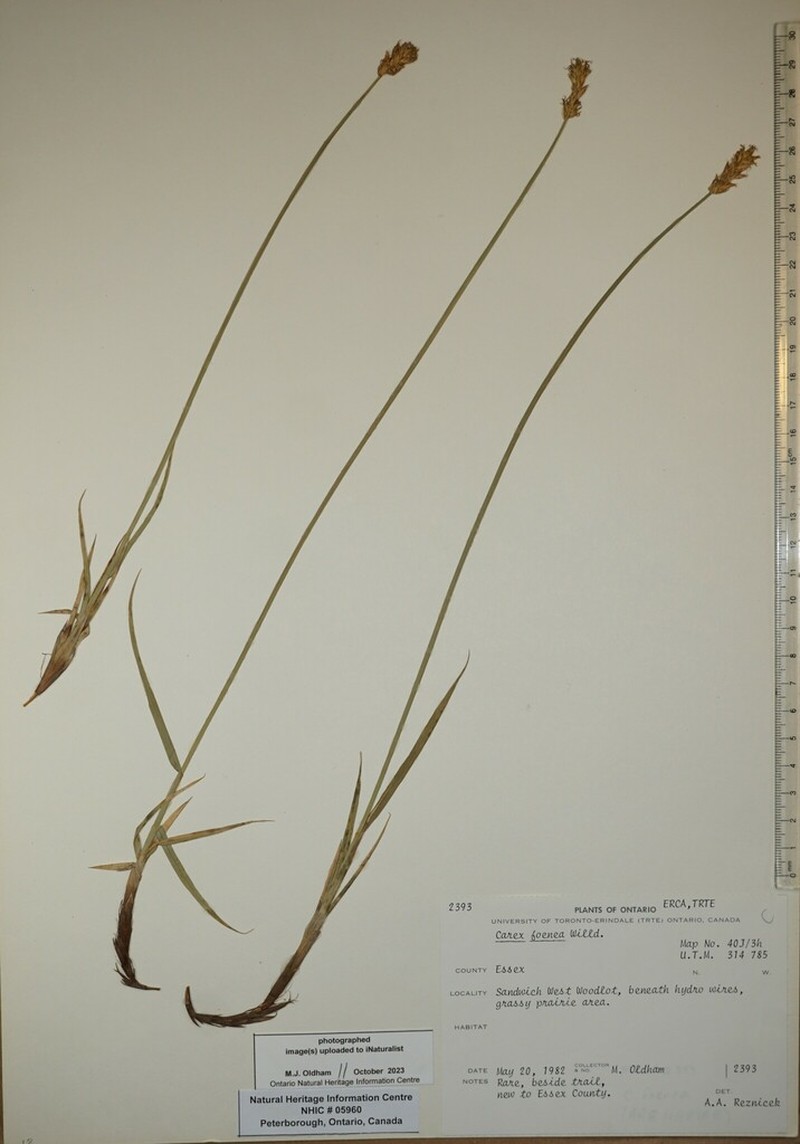 Dryspike Sedge photo 5