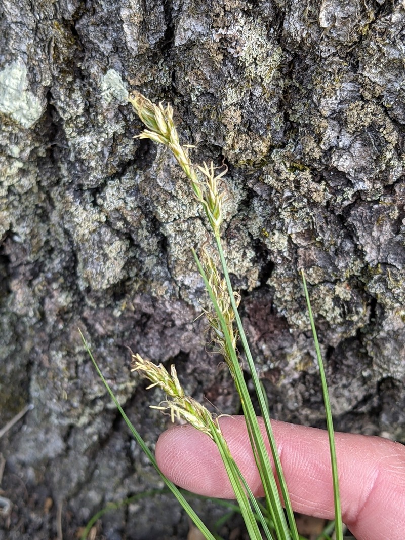 Dryspike Sedge photo 6