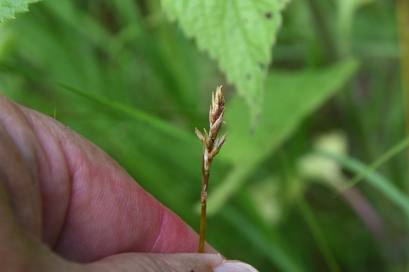 Dryspike Sedge photo 7