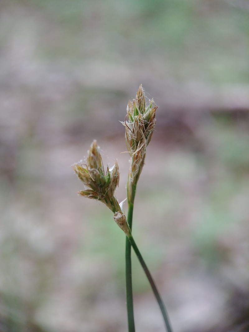 Dryspike Sedge photo 8