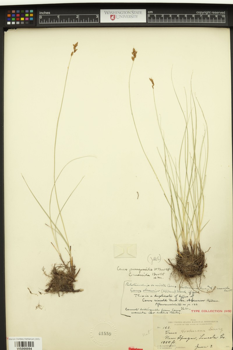 Carex siccata var. siccata