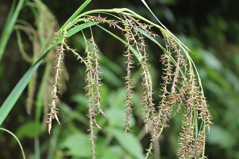 Carex siguanabae