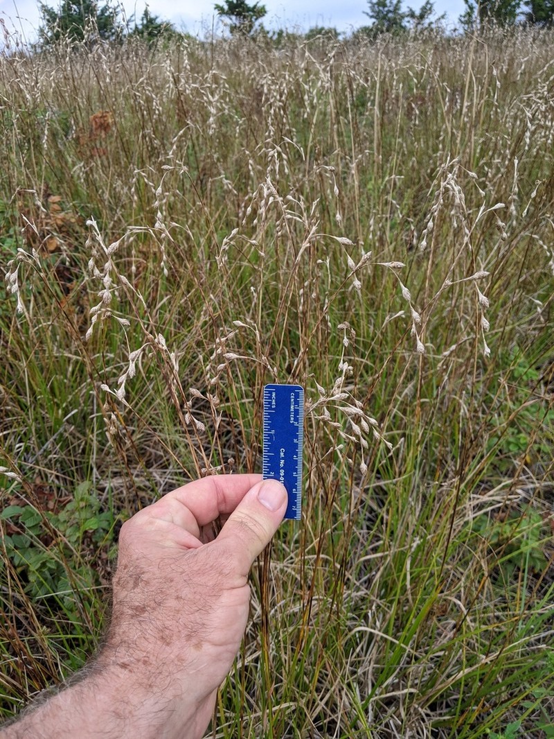 Beach Sedge