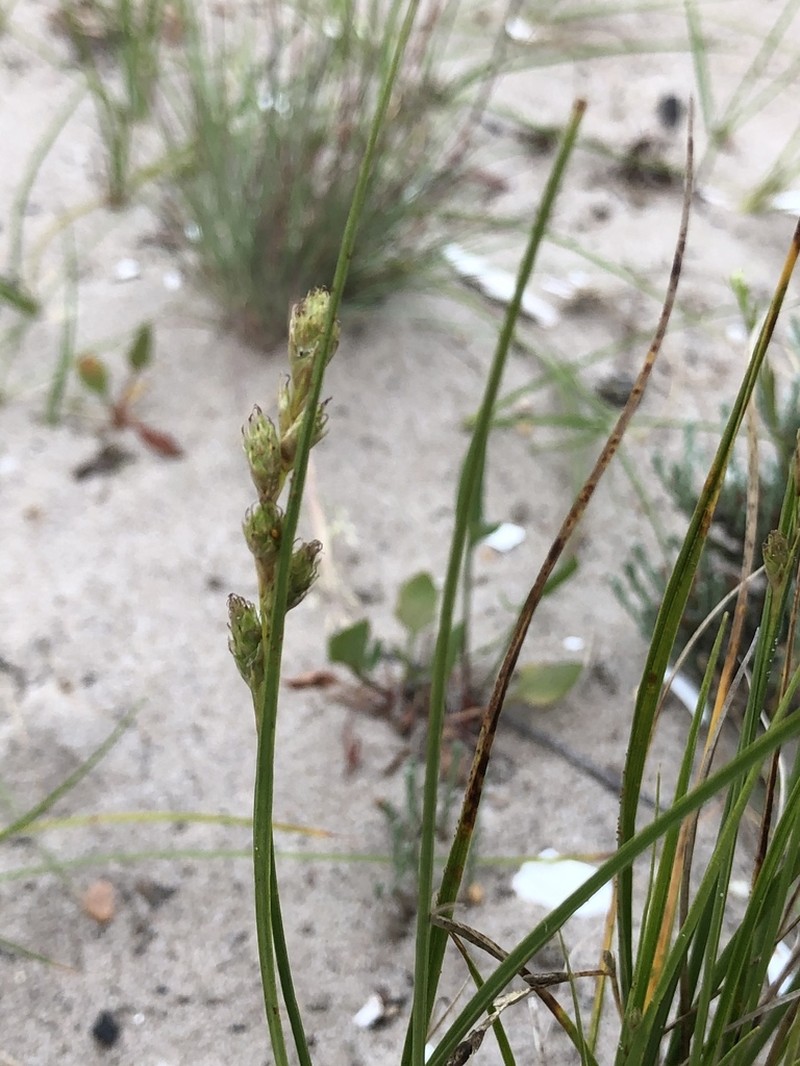 Beach Sedge photo 2