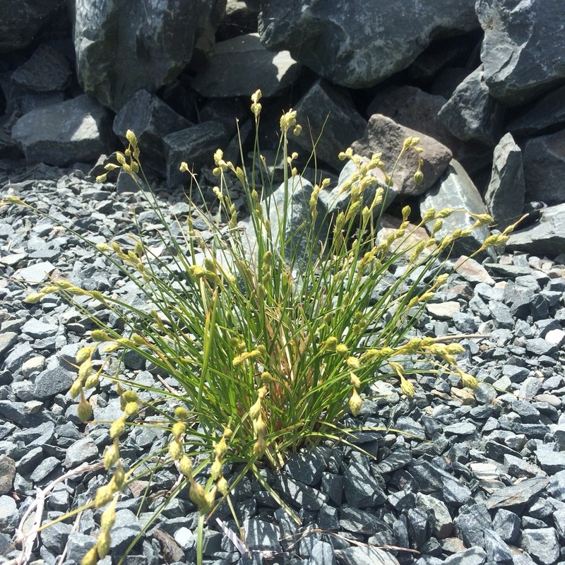 Beach Sedge photo 3