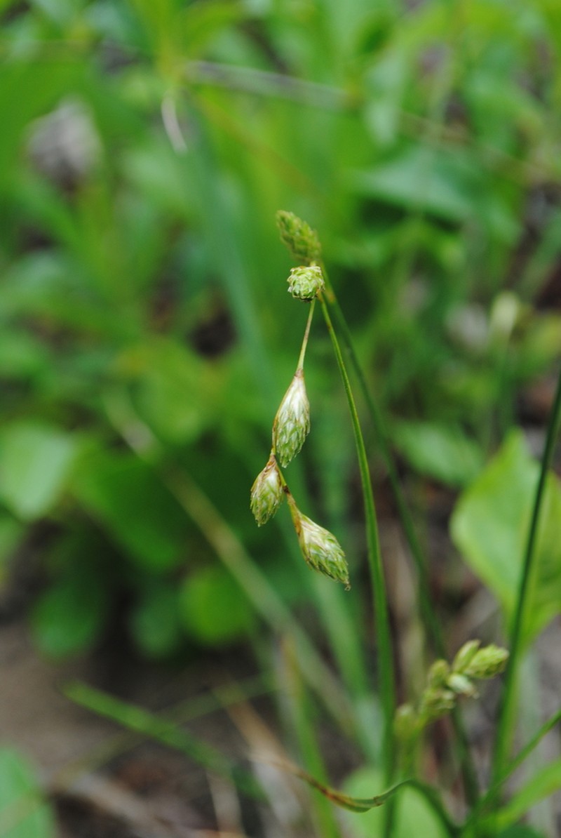 Beach Sedge photo 4