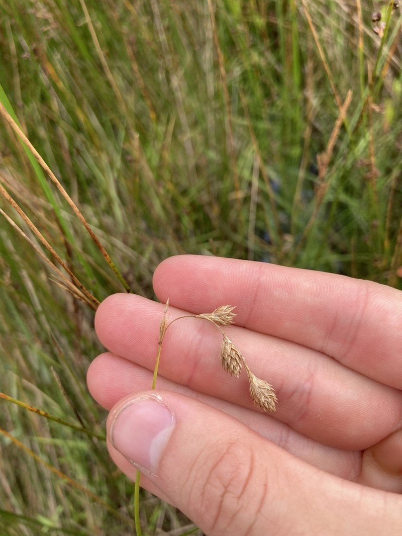 Beach Sedge photo 6
