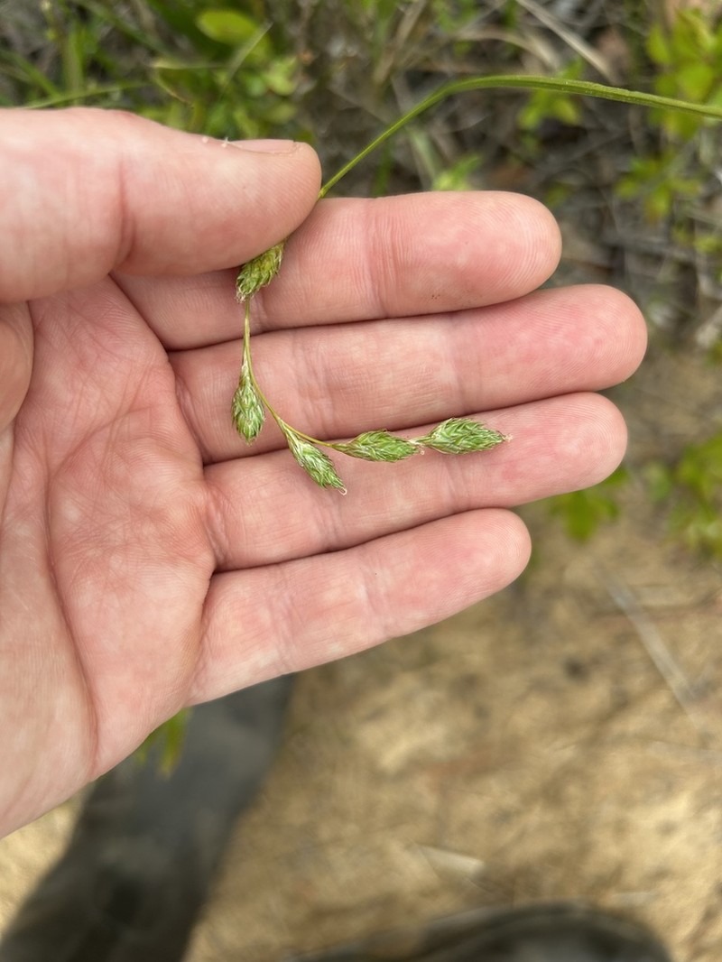 Beach Sedge photo 8