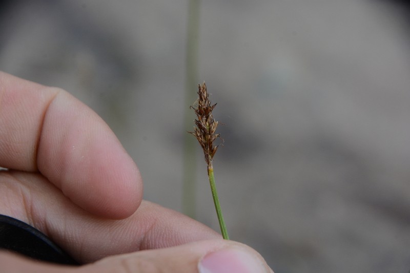 Simple Bog Sedge