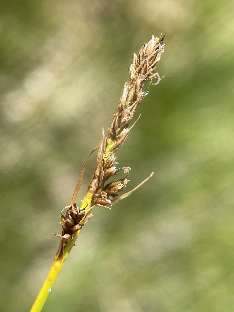 Simple Bog Sedge photo 2