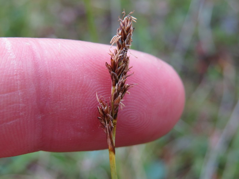 Simple Bog Sedge photo 3