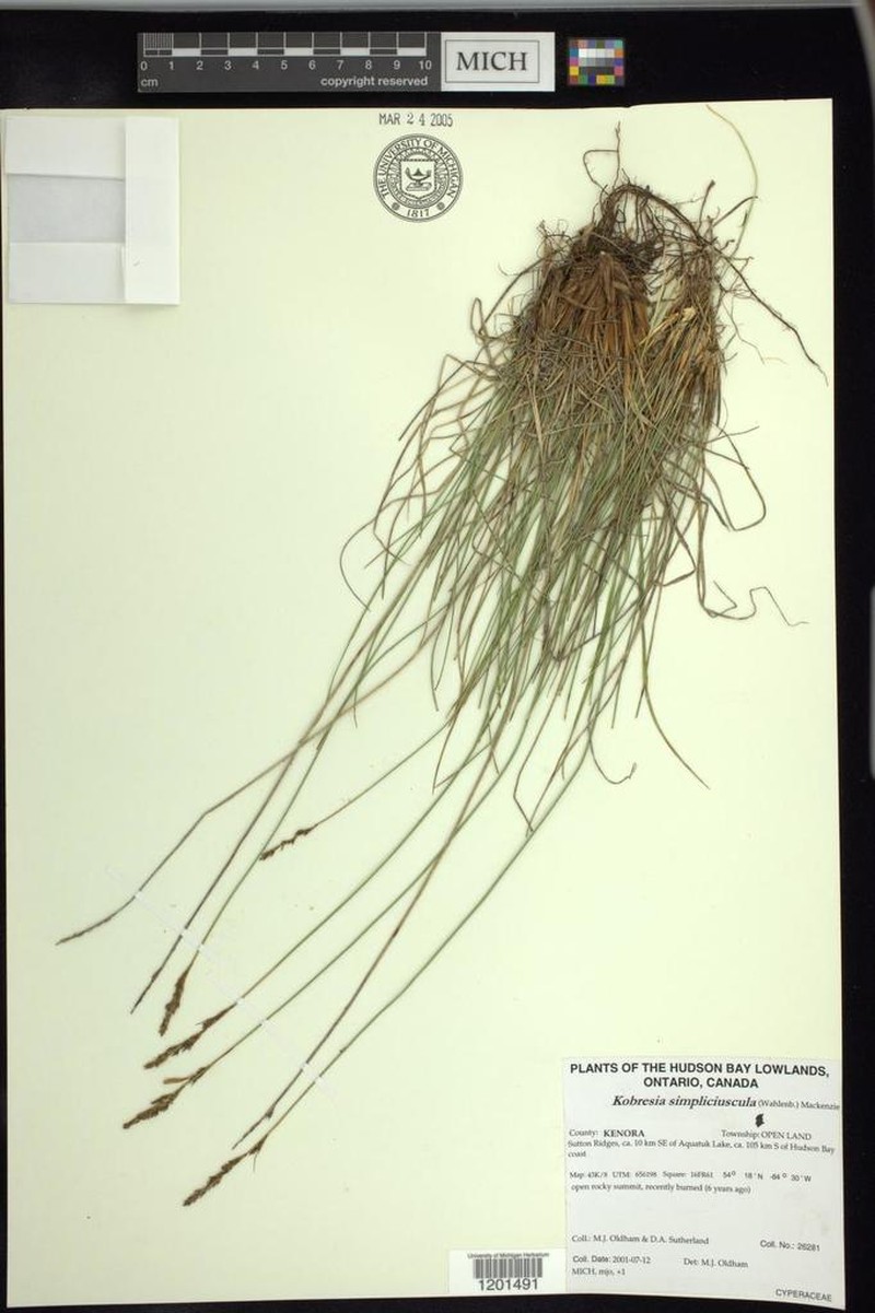 Simple Bog Sedge photo 4