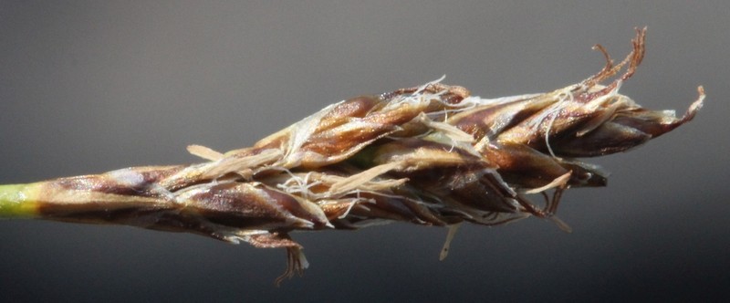 Simple Bog Sedge photo 5