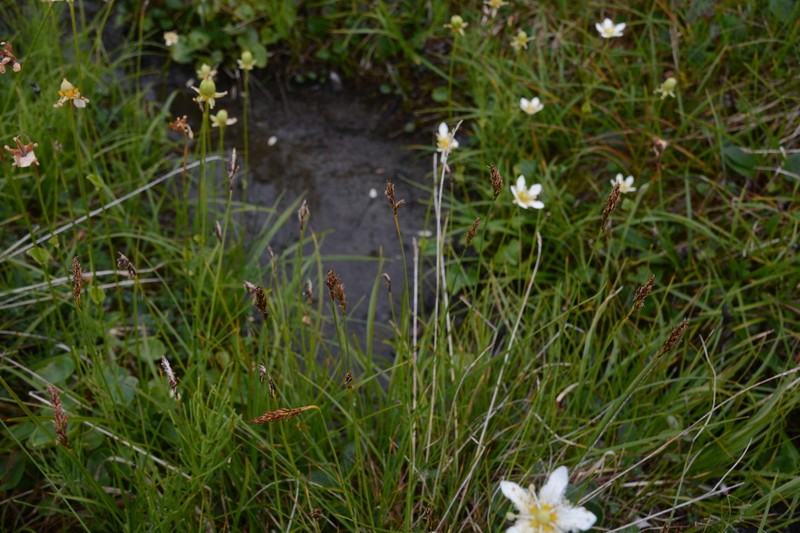 Simple Bog Sedge photo 6