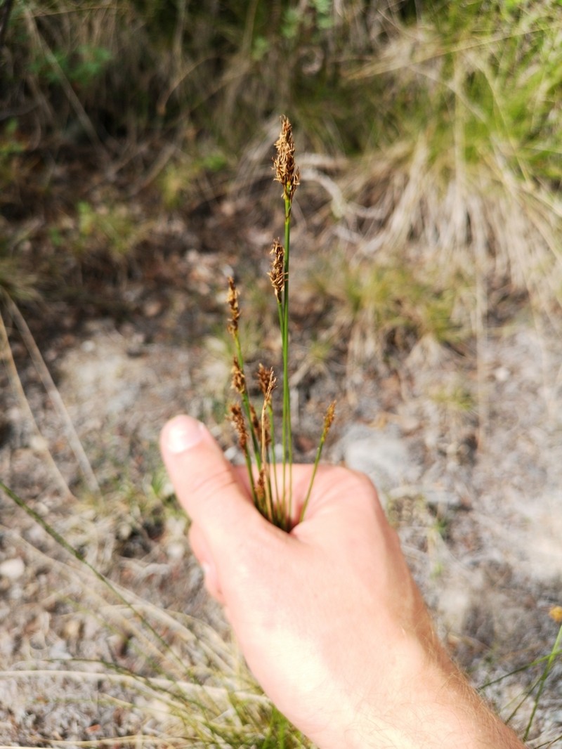 Simple Bog Sedge photo 7