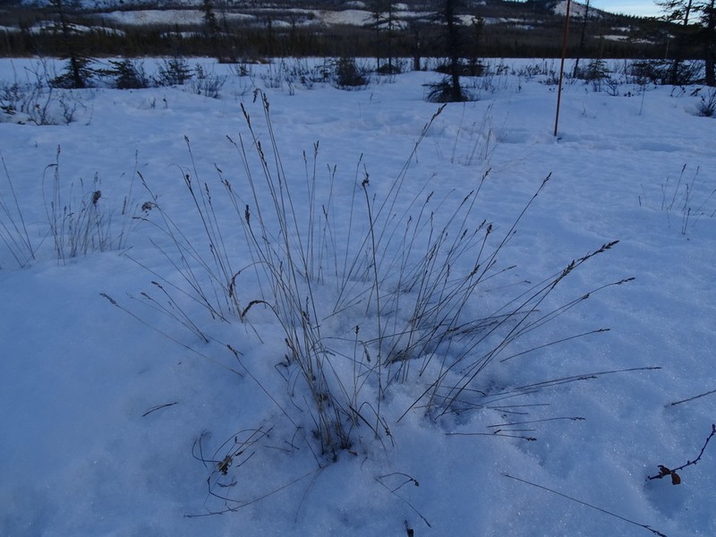 Simple Bog Sedge photo 8