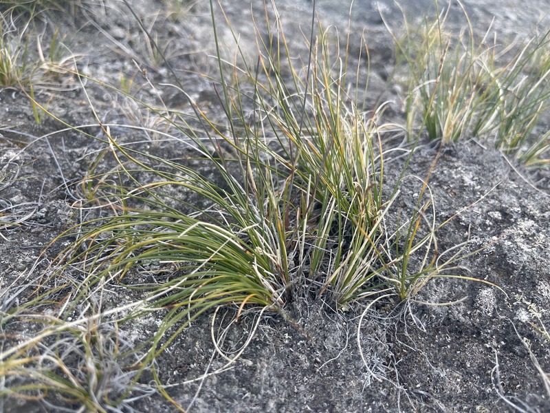 Carex simpliciuscula subsp. simpliciuscula