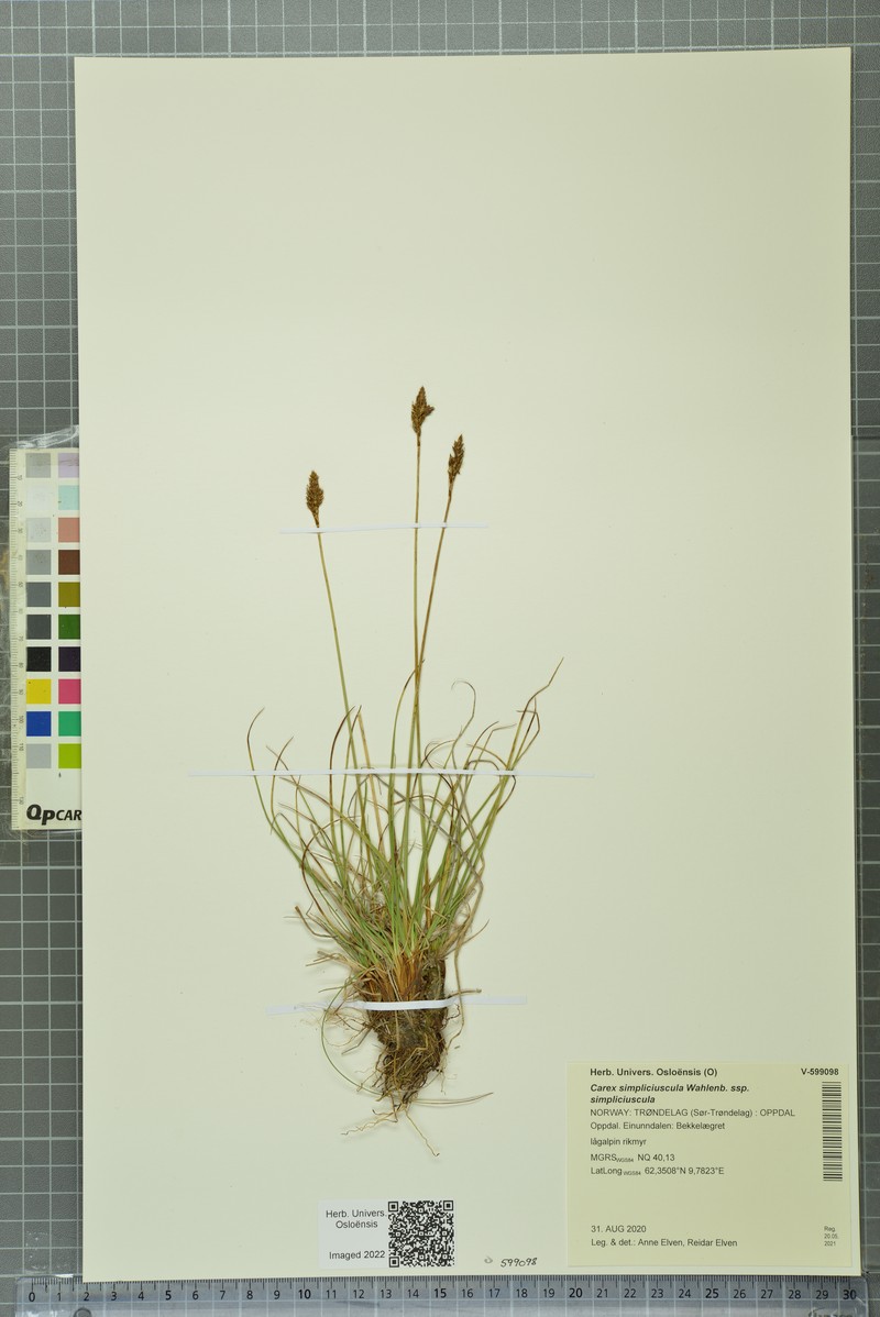 Carex simpliciuscula subsp. simpliciuscula photo 2