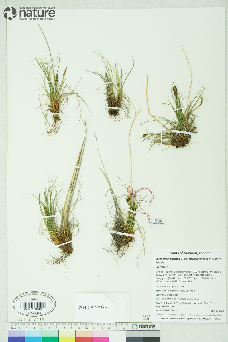Carex simpliciuscula subsp. subholarctica