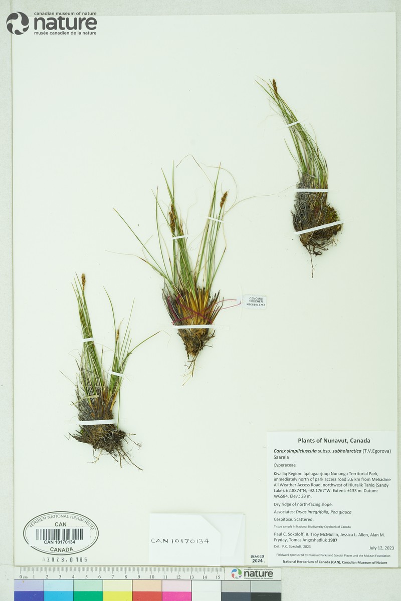 Carex simpliciuscula subsp. subholarctica photo 2