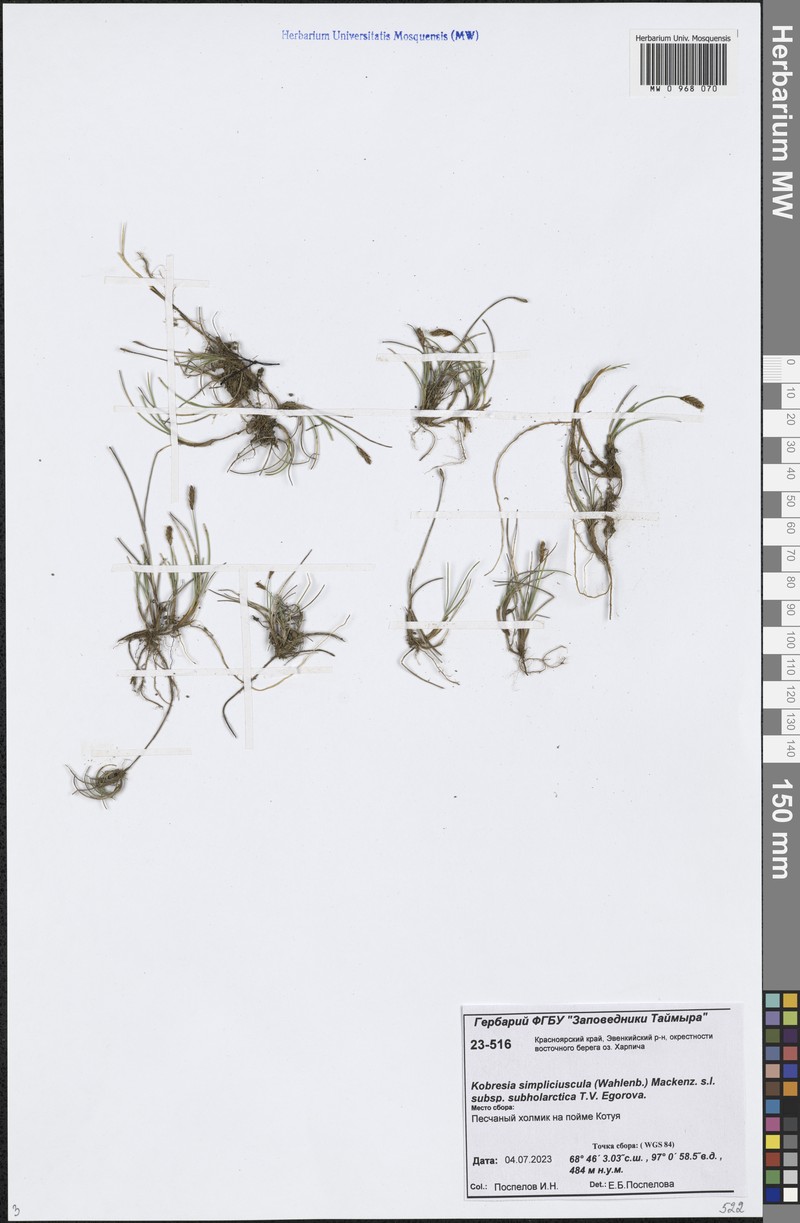 Carex simpliciuscula subsp. subholarctica photo 3