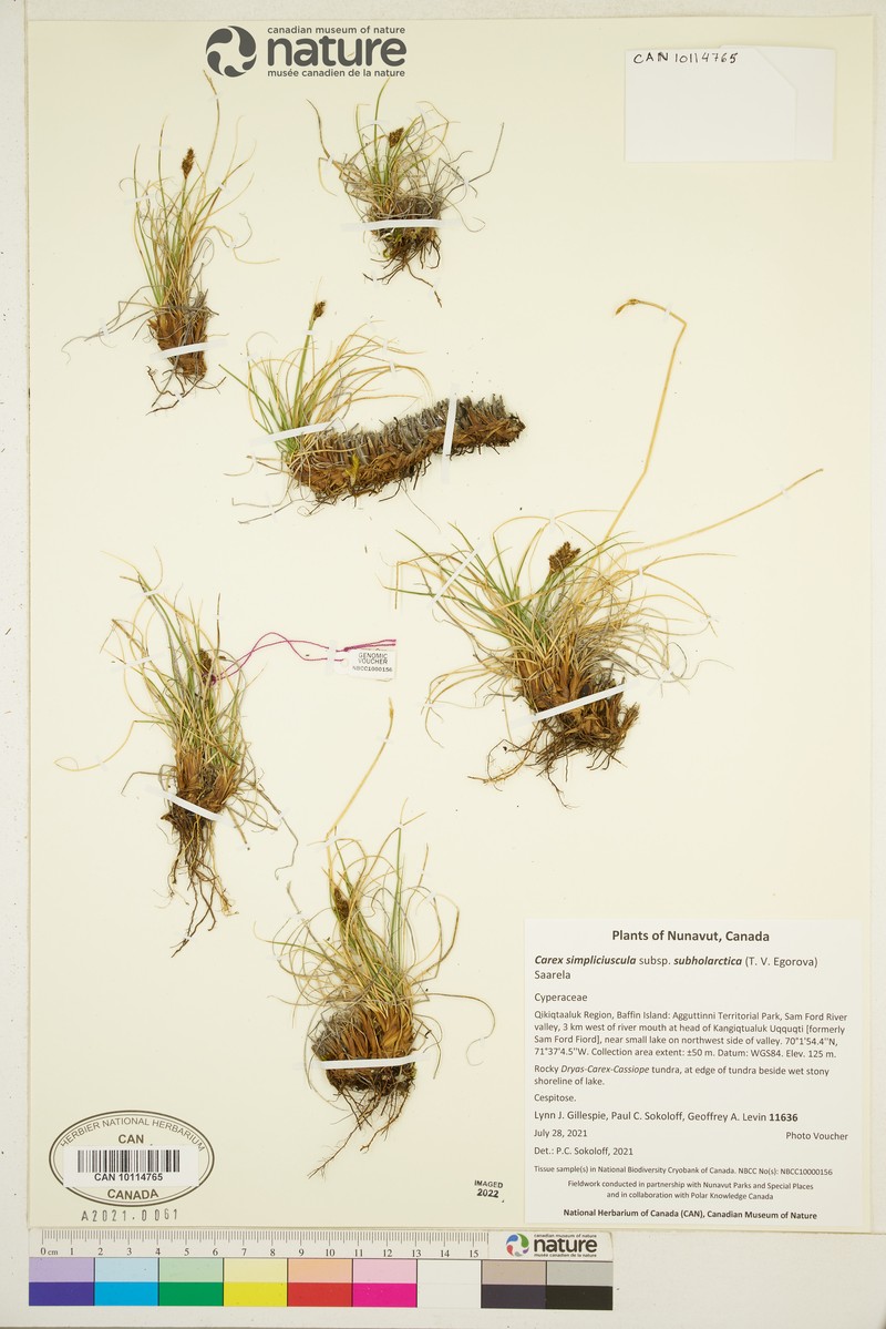 Carex simpliciuscula subsp. subholarctica photo 4