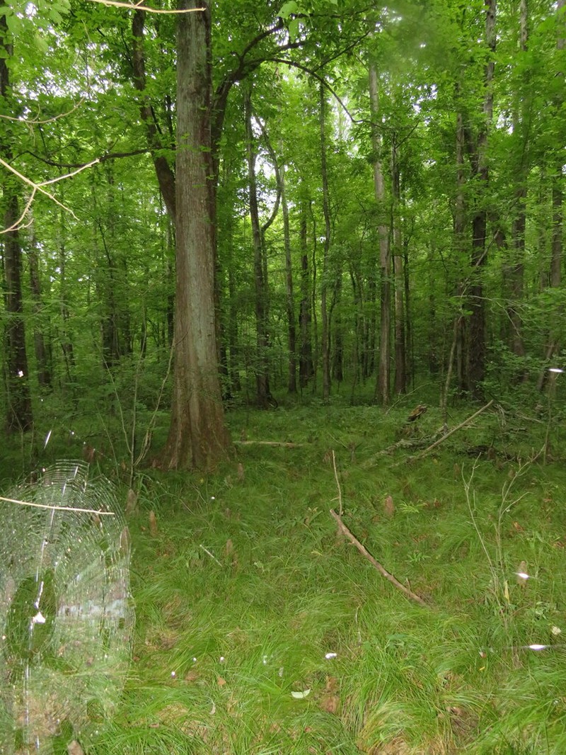 Low Woodland Sedge