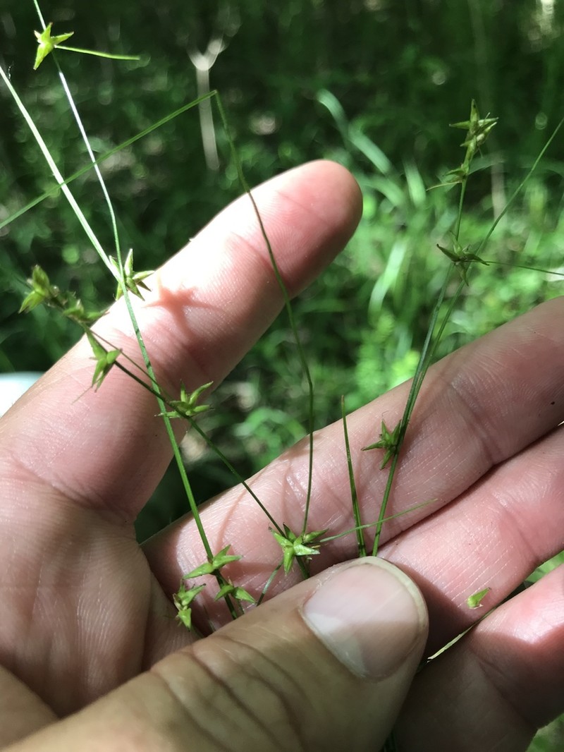 Low Woodland Sedge photo 2