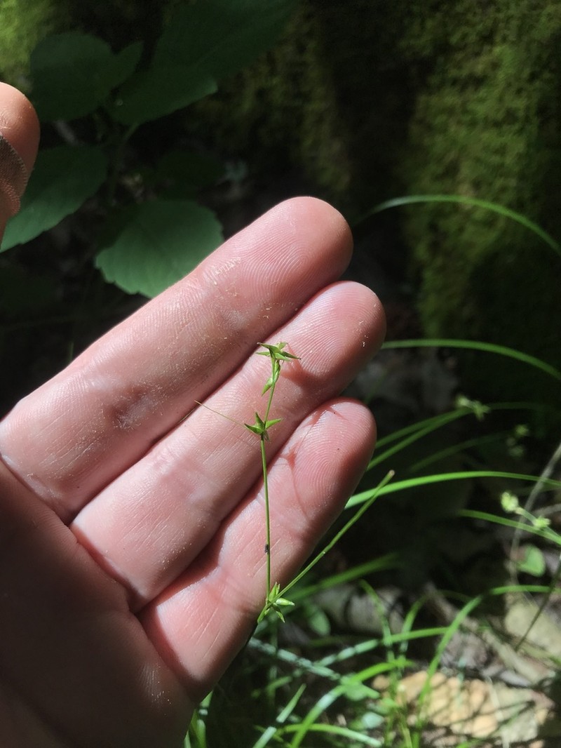 Low Woodland Sedge photo 3
