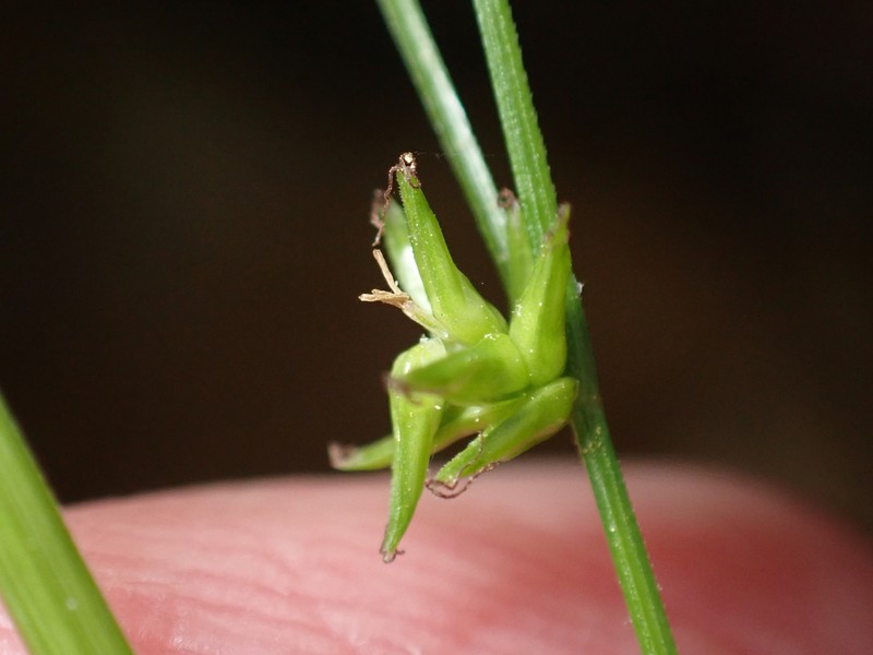 Low Woodland Sedge photo 4